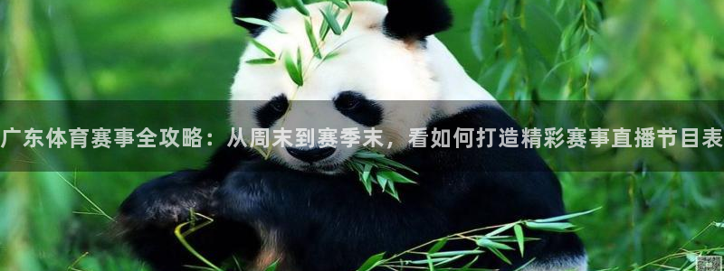 广东体育赛事全攻略：从周末到赛季末，看如何打造精彩赛事直播节目表