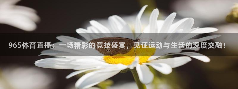 965体育直播：一场精彩的竞技盛宴，见证运动与生活的深度交融！